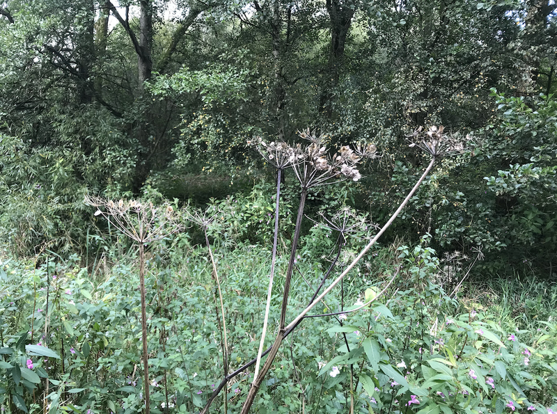 2019 10 18 Foraging With Alston Common Hogweed