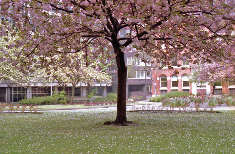 Manchester 1980S Cherry Blossom St Marys Parsonage